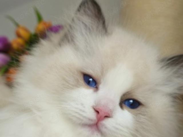 Ragdoll Kitten mit WCF Stammbaum aus Champion Verpaarung - 1